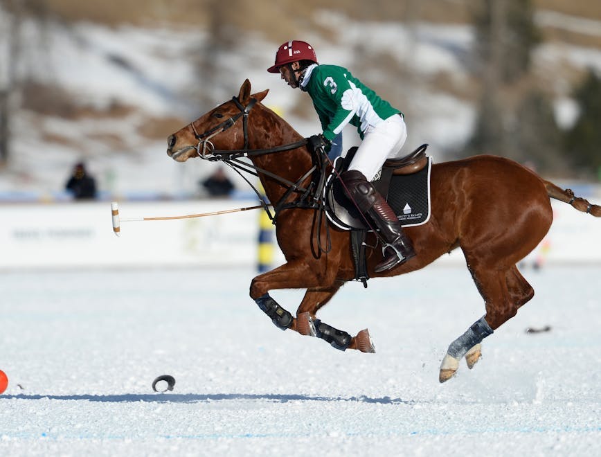 snow polo world cup st moritz 2017 day 1 badrutts palace maserati 27/01/2017 horse mammal animal person human helmet clothing apparel equestrian