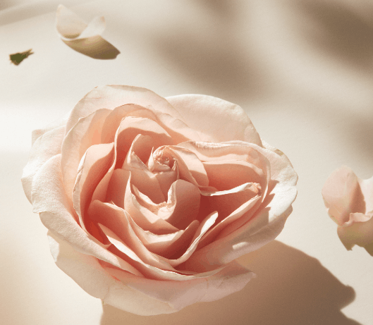 plant rose flower blossom petal