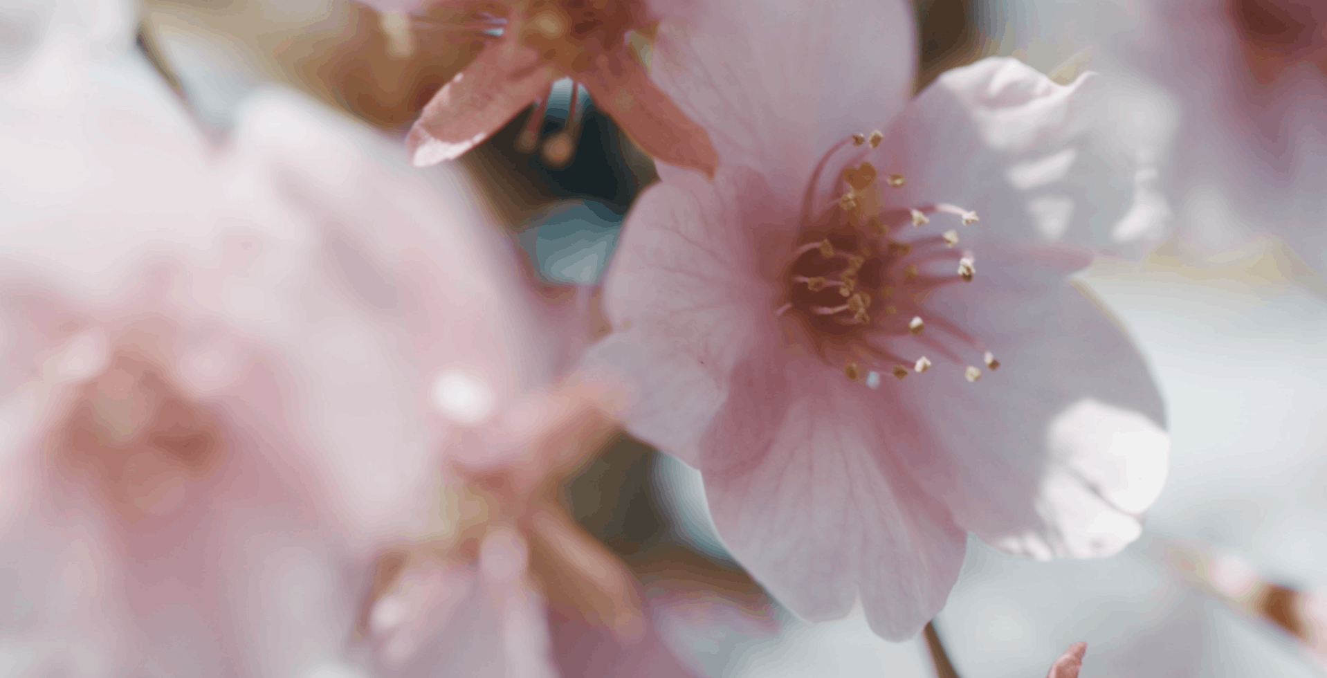 plant flower blossom cherry blossom geranium