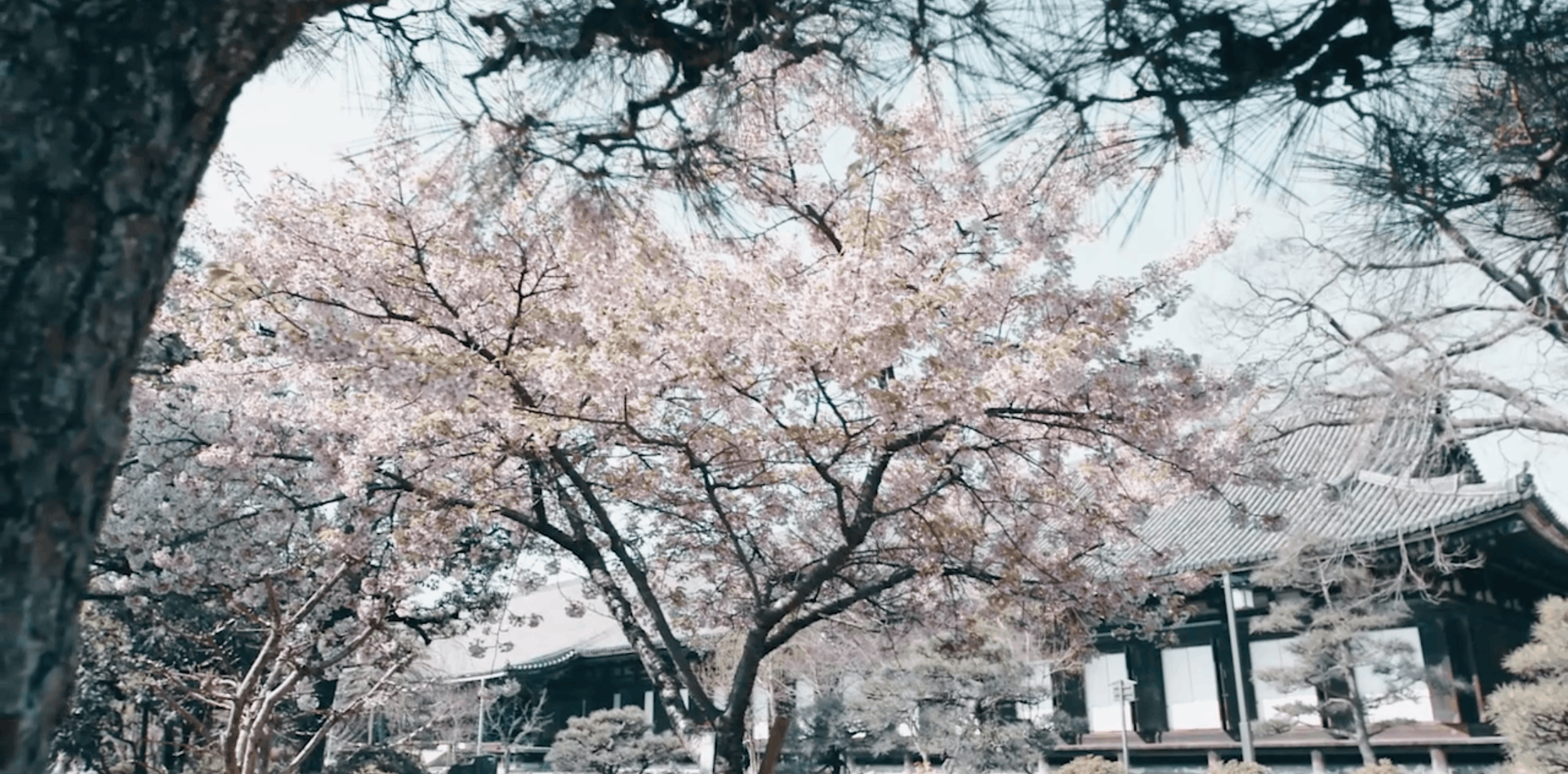 plant flower blossom cherry blossom