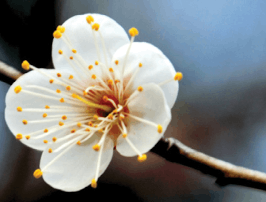 plant flower blossom pollen