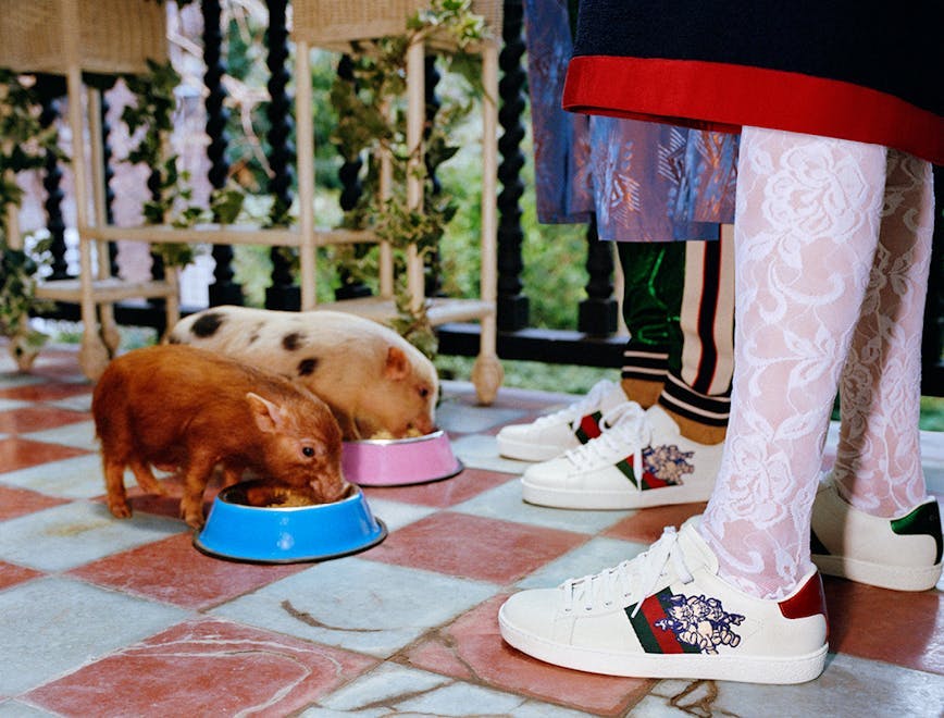 shoe footwear clothing apparel person dog mammal animal canine pet