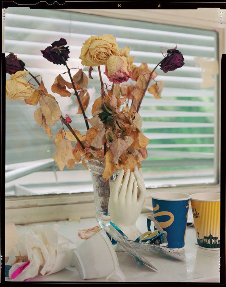 home decor plant ikebana ornament flower flower arrangement vase jar pottery blossom